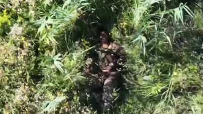 Drones from the 60th Motorized Rifle Brigade drop a grenade on a wounded Colombian volunteer of the AFU in the Voronove direction – 08/14/2025