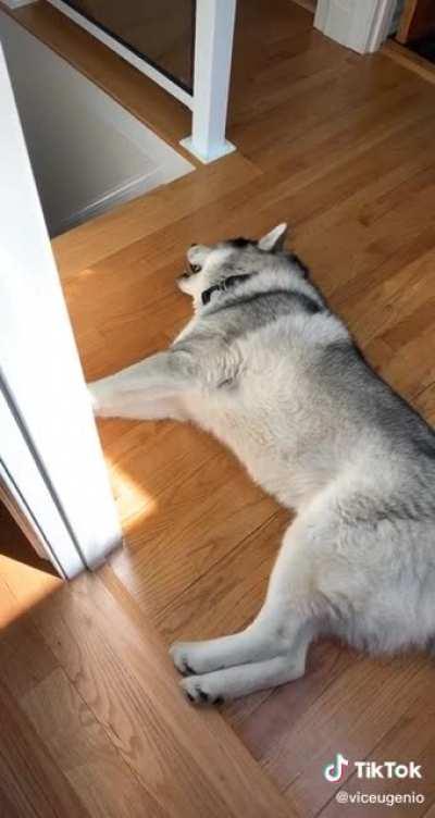 Just 40 seconds of a husky screaming like a child throwing a tantrum