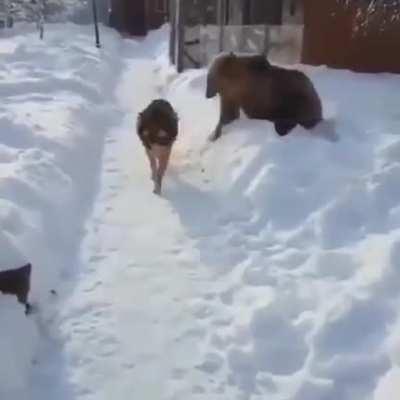 Rawr rawr, I'm a bear! Aren't you scared of me? Hey come back dog