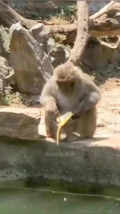 Monke dies after dropping his banana