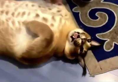 Bless you Big Floppa