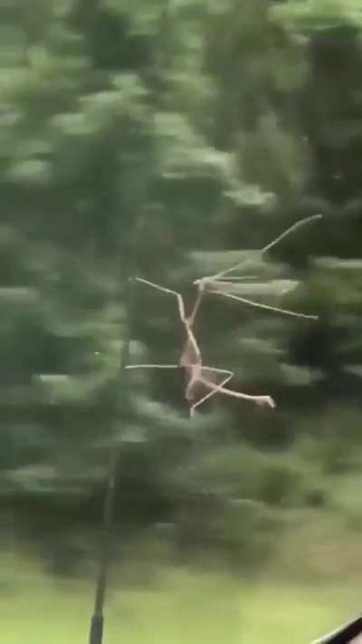 to get rid of the stick bug