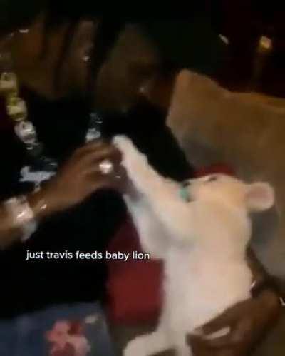 bro casually feeds baby lion 💀