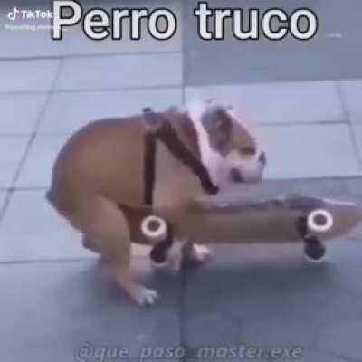 Perro truco 🤑🙏