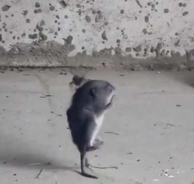 A spider hits the jackpot 