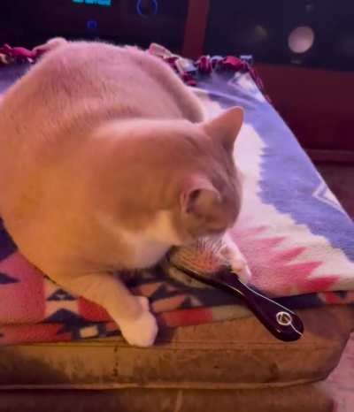 Self Brushing Cat