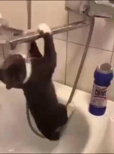 When that catnip hangover hits just right