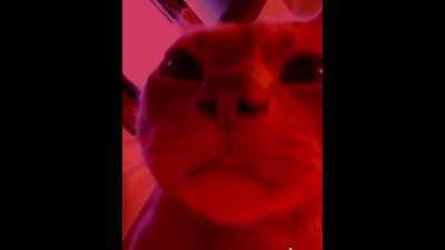 How I imagine 47 looked throughout the entire Berlin mission