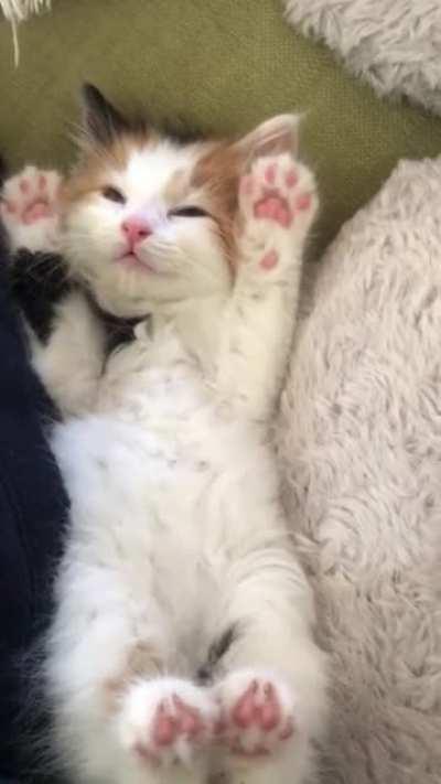 PAWS IN THE AIR!