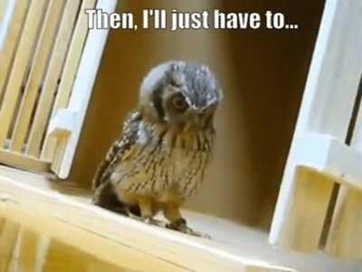 First I swoop down from the sky like a majestic Angel of Death...