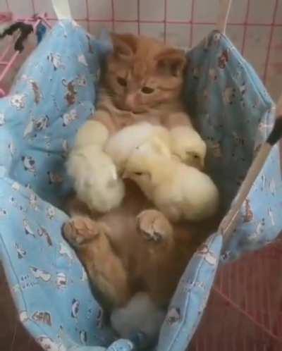 Babysitting is my new job