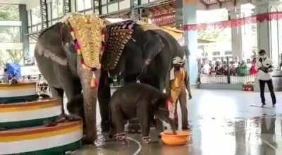 Elephant calf Shivani plays with water after its naming ceremony at Sri Manjunatha Swamy Temple, Dharmasthala in Dakshina Kannada. Very Naughty Girl...