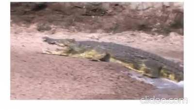 This bushbuck has insane reflexes