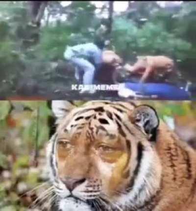 Tiger: Am I a joke to you?!