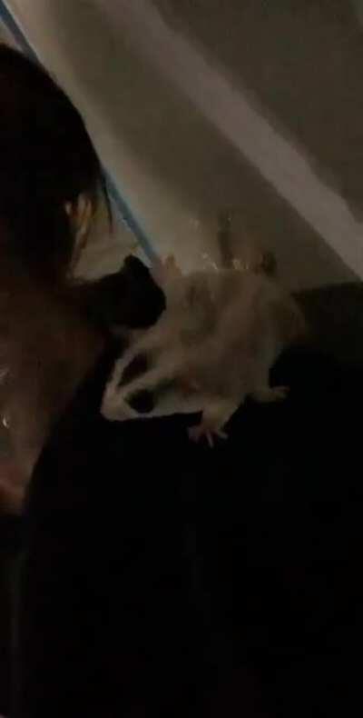 Ziggy really likes my earrings