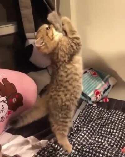 The only Catfishing i like