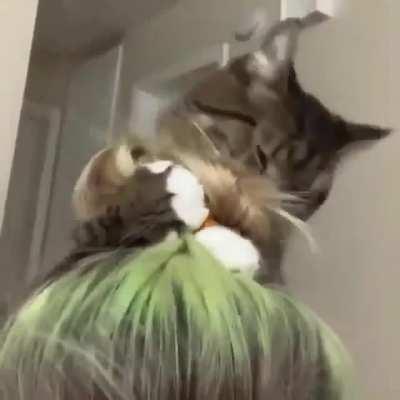 Kitty is a great stylist
