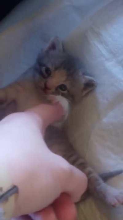 Smol bandit awakes from nap in jail cell.