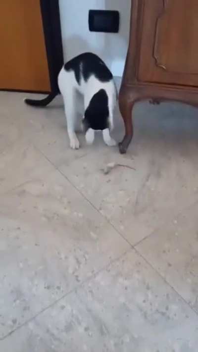 THE MICE ARE LEARNING 