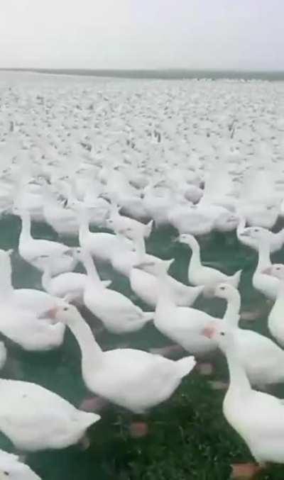 Leaked footage of r/draven marching into r/ezrealmains