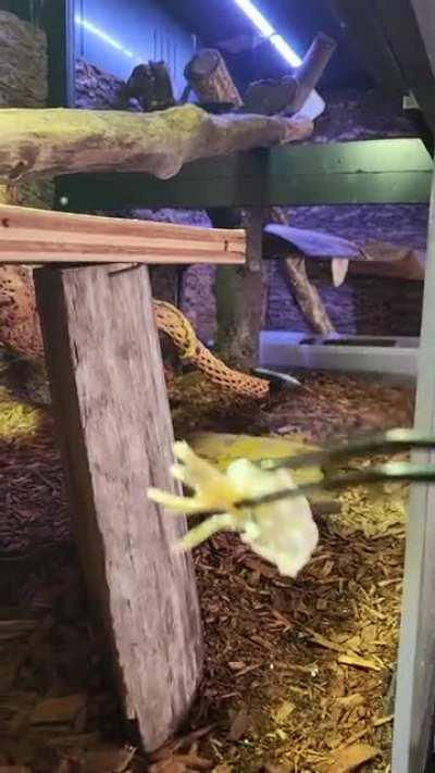 A little Breakfast with Toothless the Black Dragon (6months old)