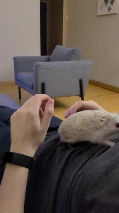 Let me climb on you hooman