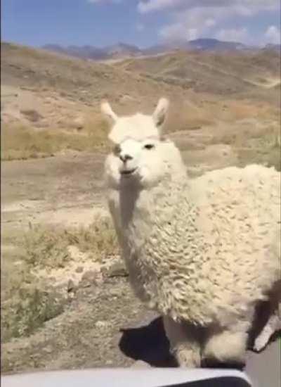 This chonk of an alpacca is coming to make your day !