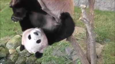 Pandas are well known for being graceful creatures