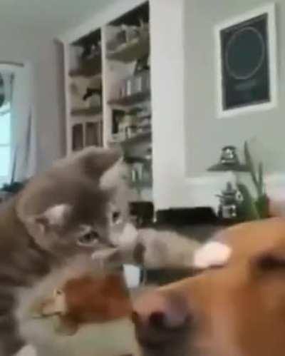 Can I pet the doggo too!