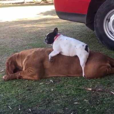 No mountain is too high