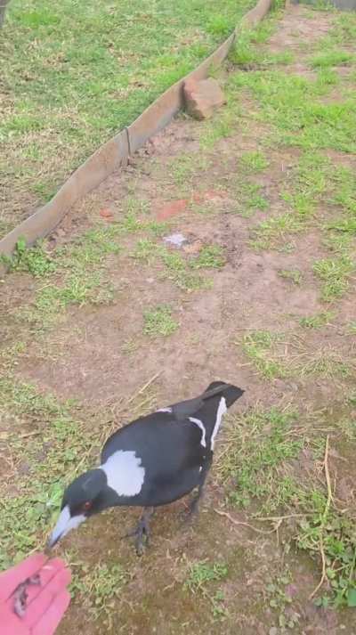 Adorable dinosaur waddle