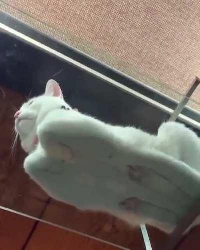 Presenting, the catloaf