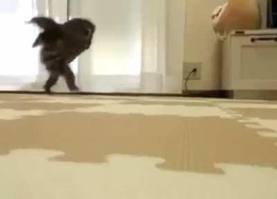 How an Owl Runs