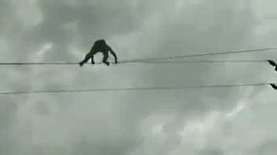 His balls are too big for this planet.