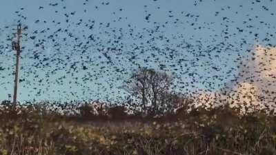 Teammate pings crows, to be continued