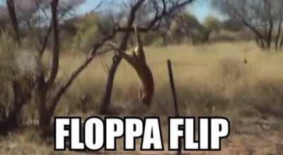 Floppa flip 😳