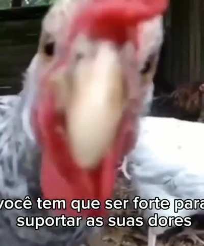 Bom dia grupo 