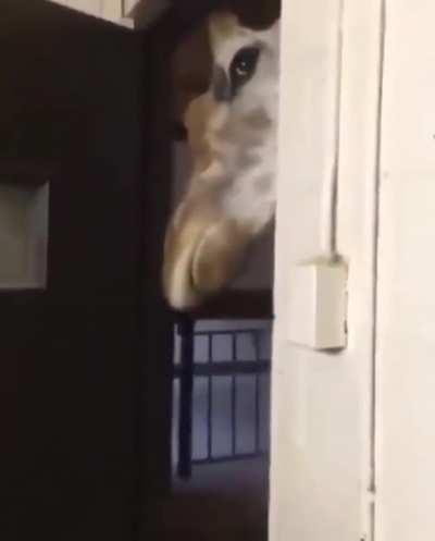 POV: You are a cook at Giraffas and your boss came to check your work