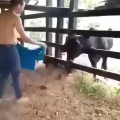 That’s no bull