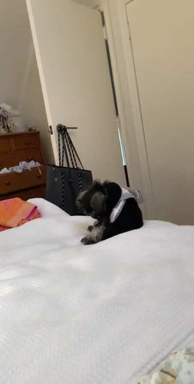 Underpants: 1, Barney: 0