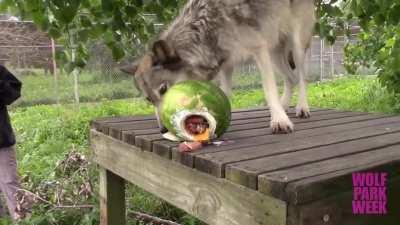 Wolf Park Watermelon Party