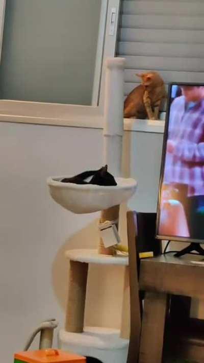 He's known as Catonidas.