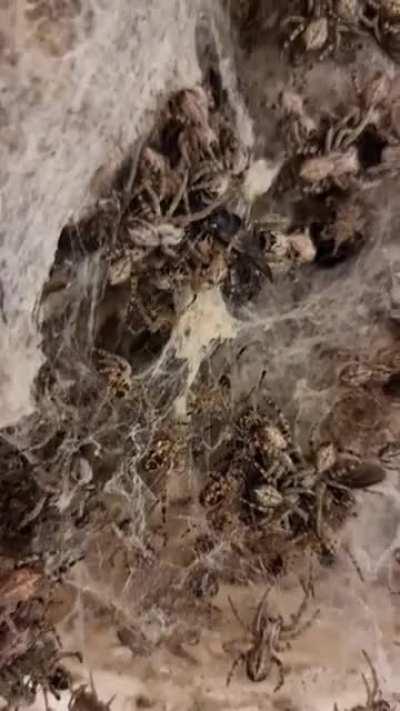 Box of very hungry bros