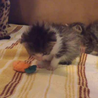 Itty bitty kitty and her itty bitty carrot