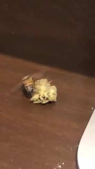 How about breaking off a manageable piece of weed for that bee?