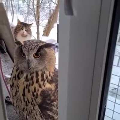 The cats face says it all………