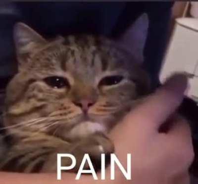 i'm in pain