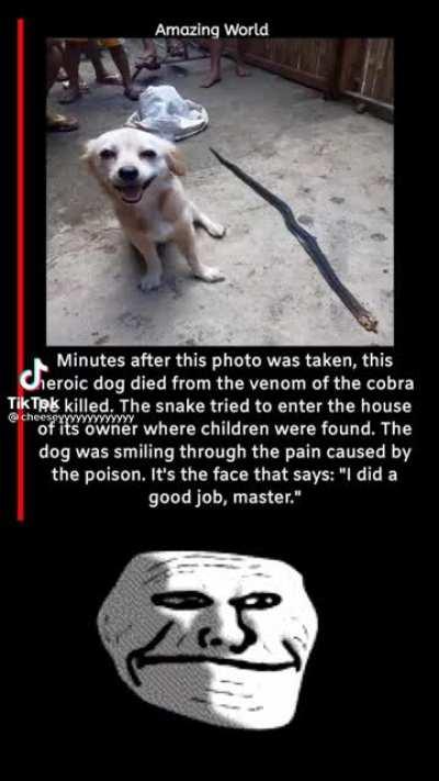 Respect for the dog 😢