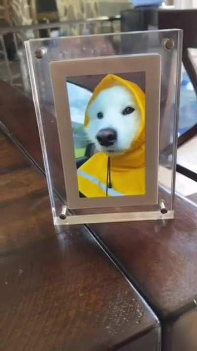 Dog in a raincoat watching a video of himself in a raincoat