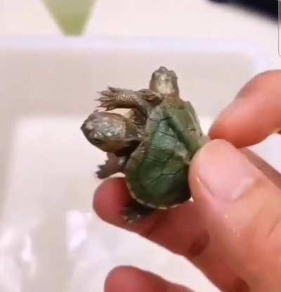 A 2-headed tortoise